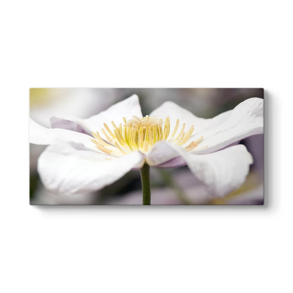 Clematis Panorama Tablo - Model 5